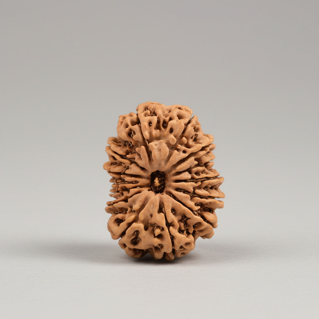 14 Mukhi from Nepal Large