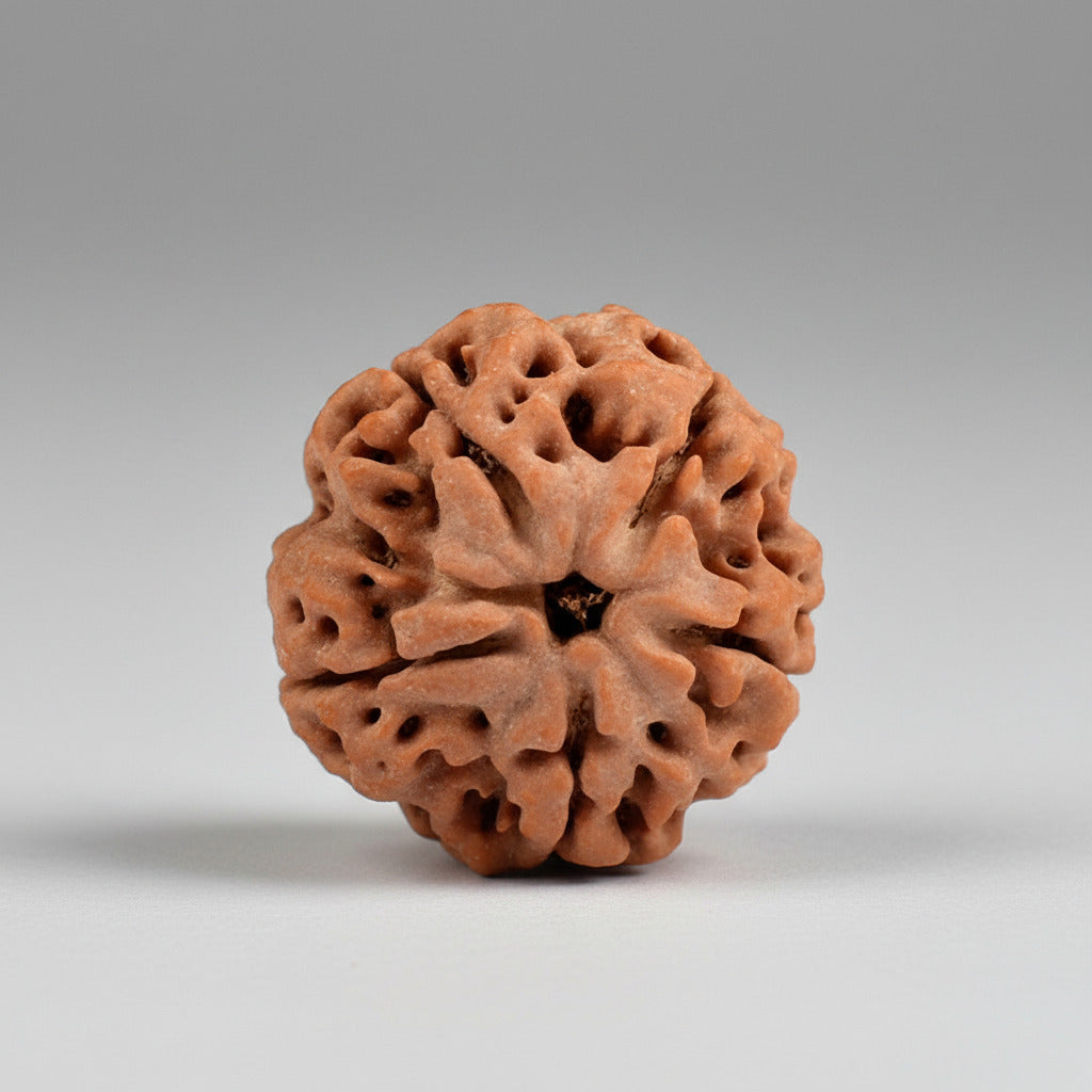 Super Collector Five Mukhi from Nepal