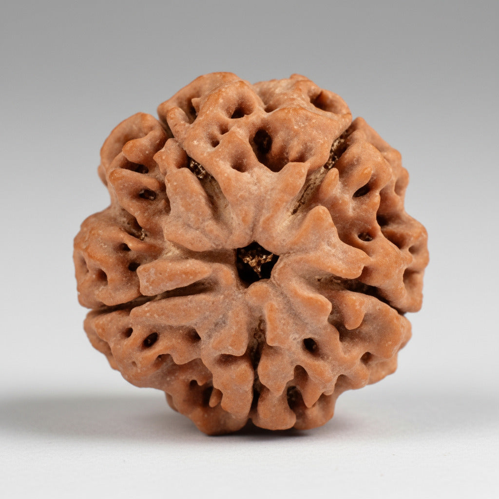 Super Collector Five Mukhi from Nepal