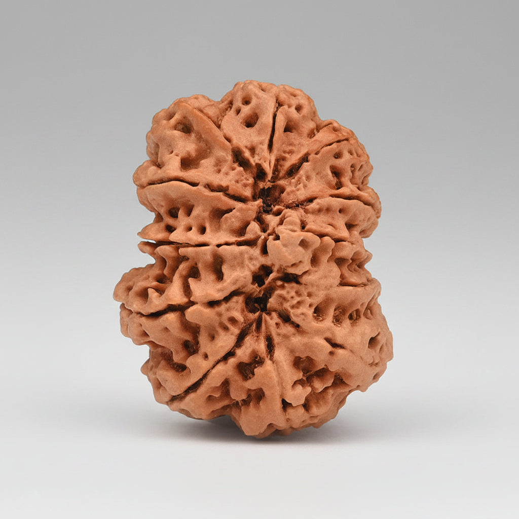 Super Collector 12 Mukhi from Nepal 38 to 40 mm