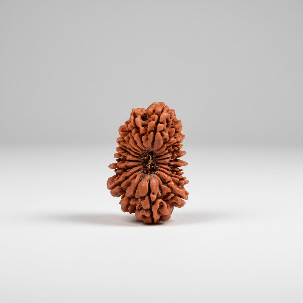 Super Collector 19 Mukhi from Nepal