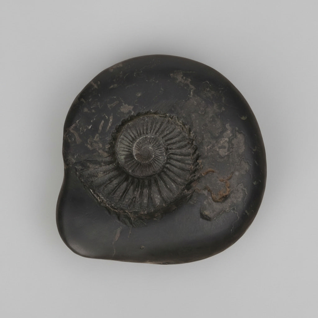 Sudarshan Kurma Shesha Golden Crystal Shaligram
