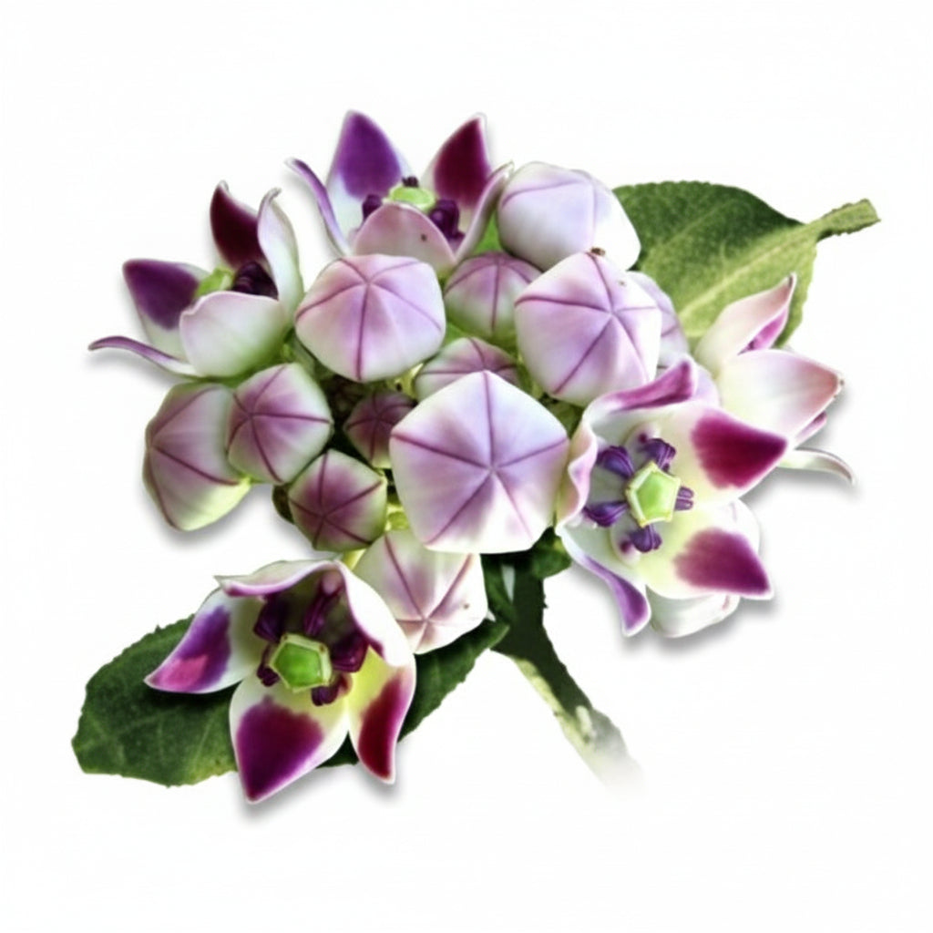 Aak flowers-White