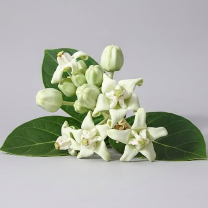 Aak flowers-White