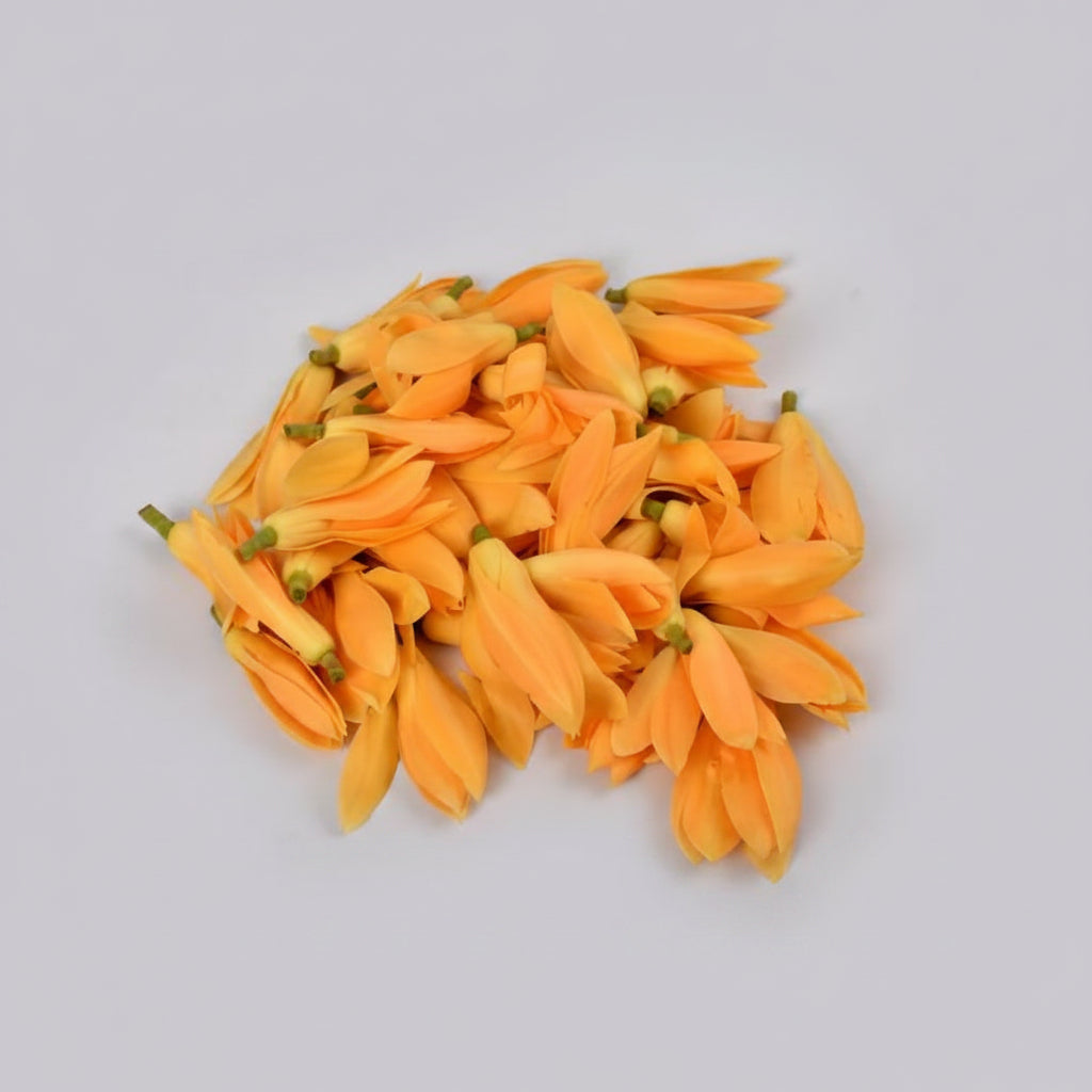 Champa Flower / Plumeria-50 Flowers
