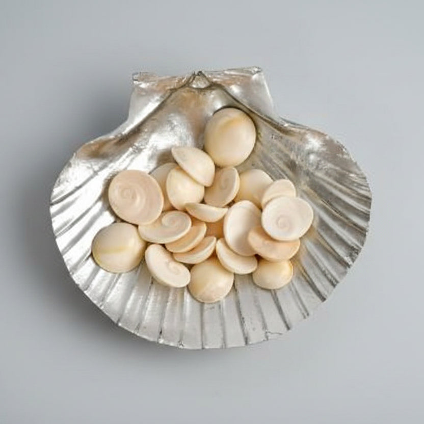 Gomati Chakra Set of 21