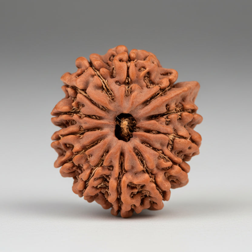 Ganesh Rudraksha 13 Mukhi from Nepal