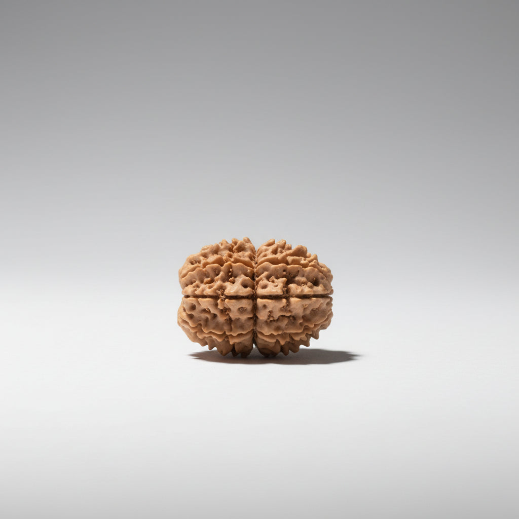 13 Mukhi from Nepal Small