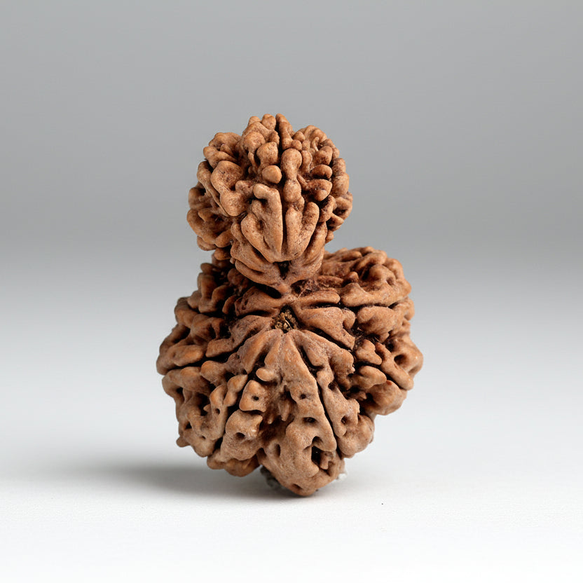 Garbh Gauri 13 Mukhi from Nepal Large
