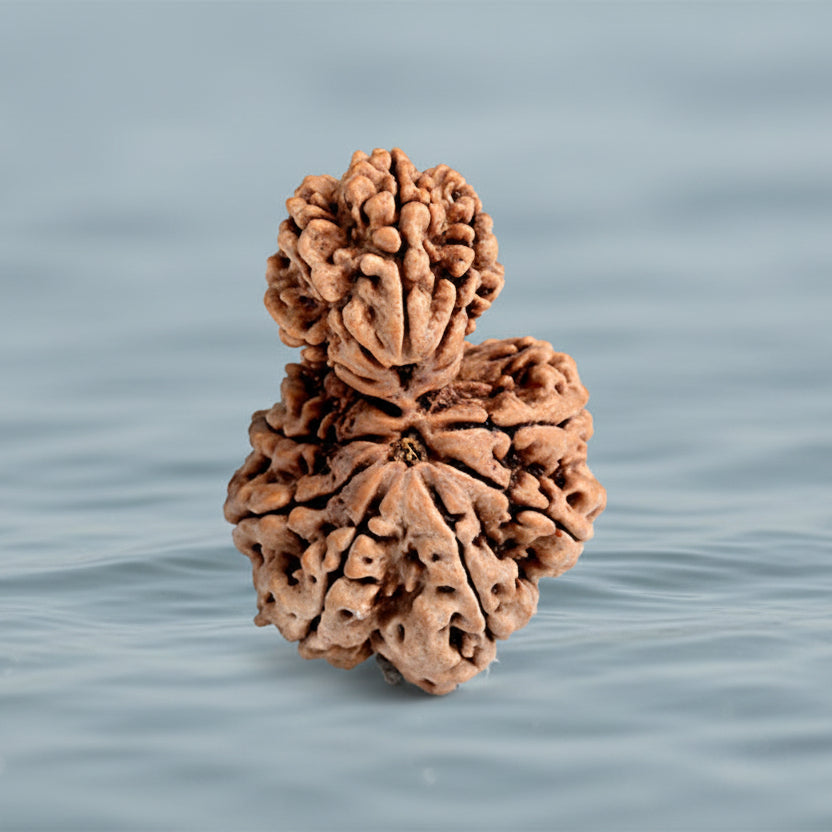 Garbh Gauri 13 Mukhi from Nepal Large