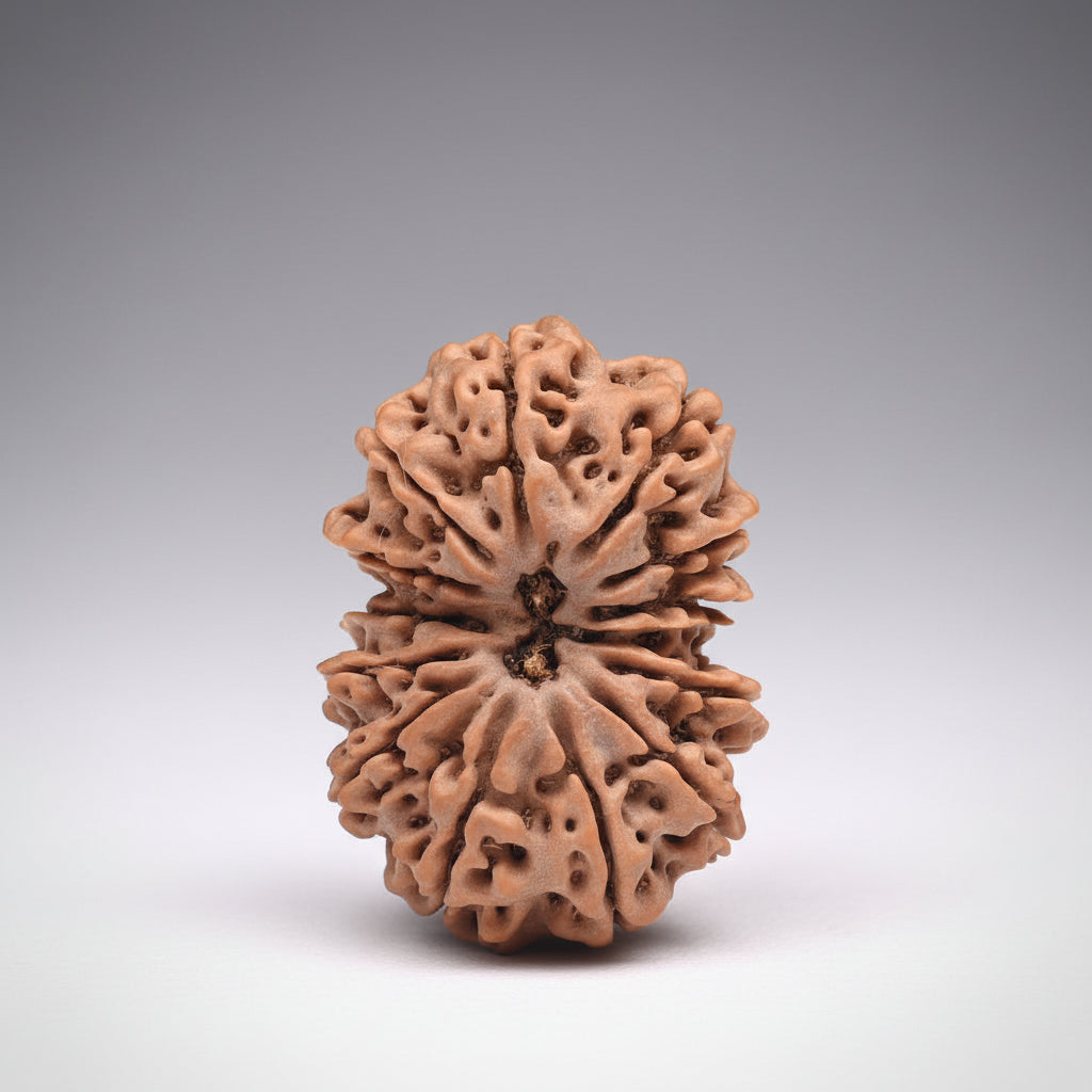 Super Collector 13 Mukhi from Nepal