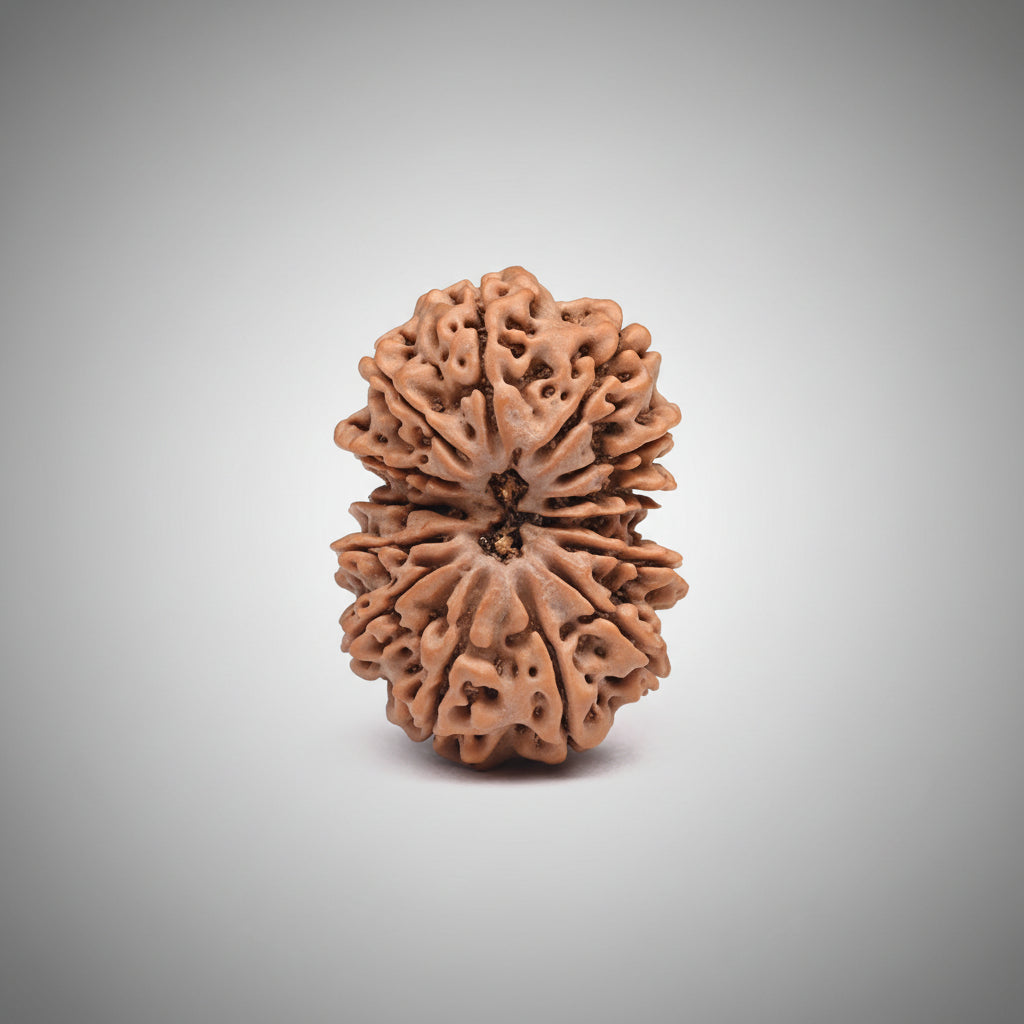 Super Collector 13 Mukhi from Nepal