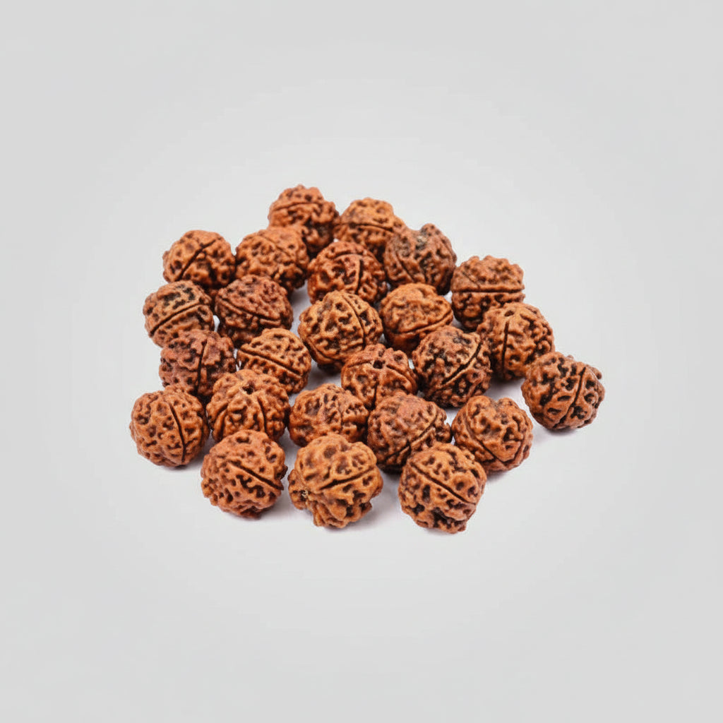 4 Mukhi Rudraksha from Nepal Loose Beads Pack-100 Beads