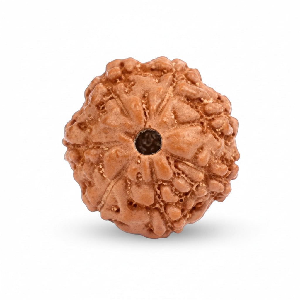 Seven Mukhi from Java Indonesia Small