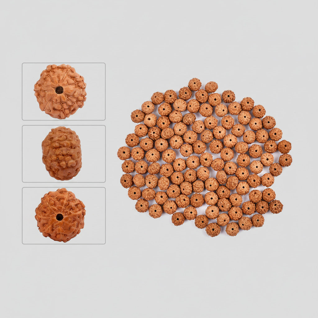 Seven Mukhi from Java Indonesia Small