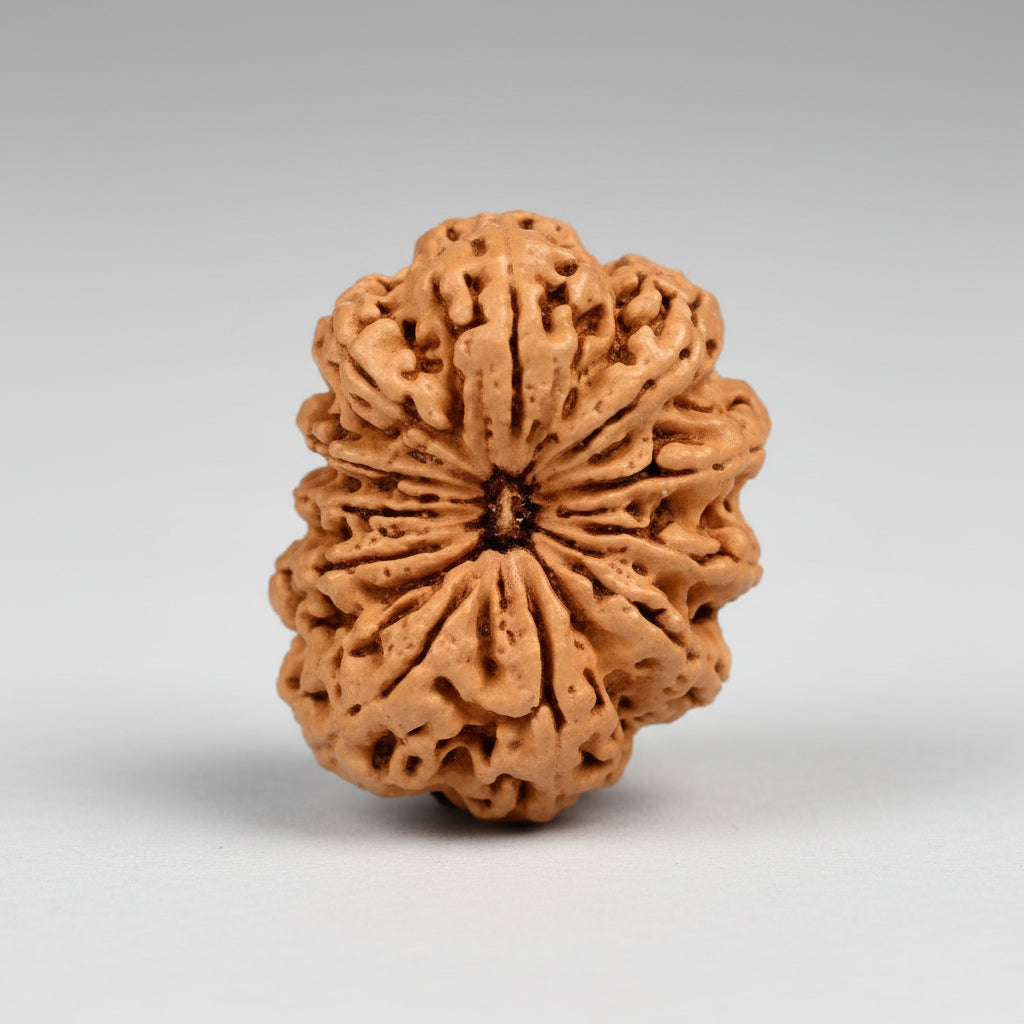 Super Collector Eleven Mukhi from Nepal XIX