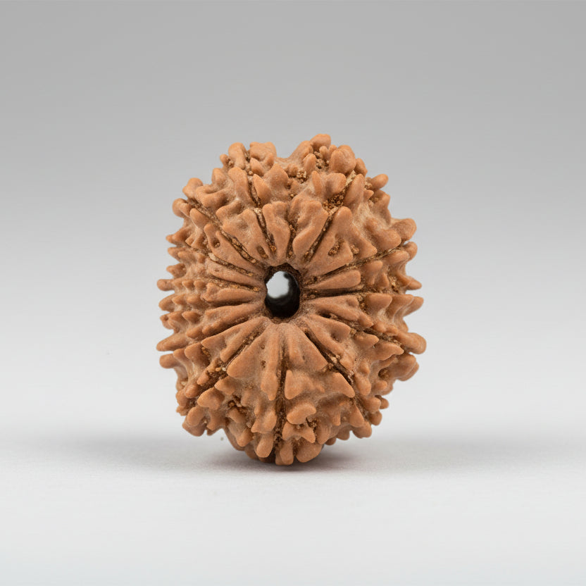 Thirteen Mukhi from NepalLargeXXII