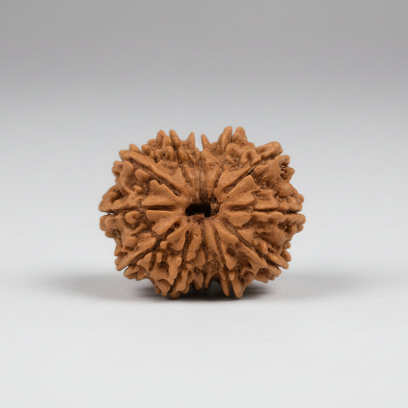 Thirteen Mukhi from NepalLargeXXIV