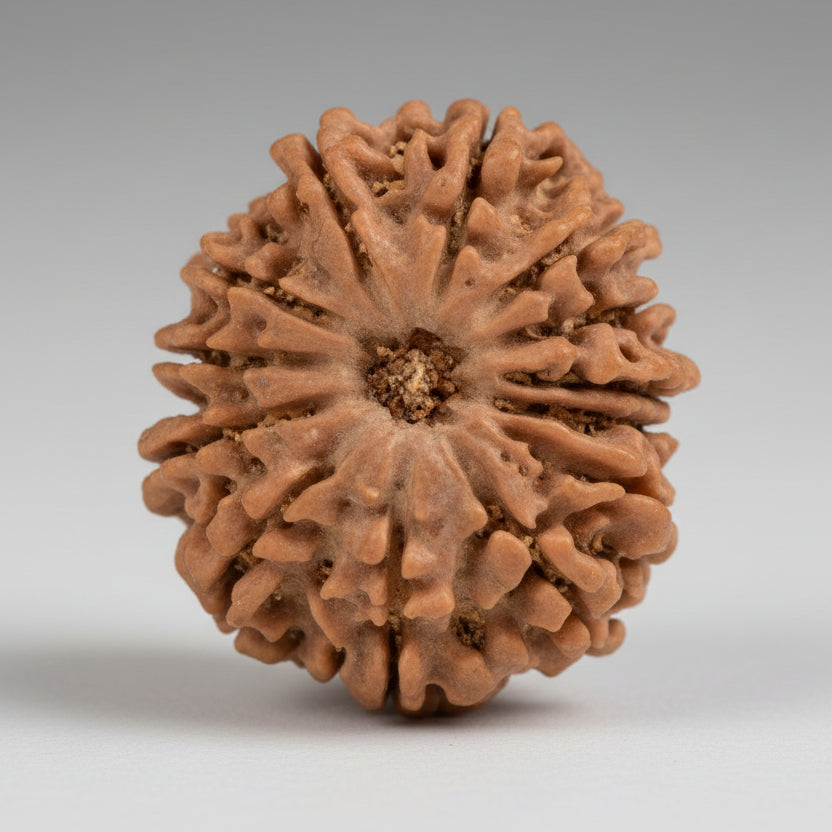 Thirteen Mukhi from Nepal XCVII