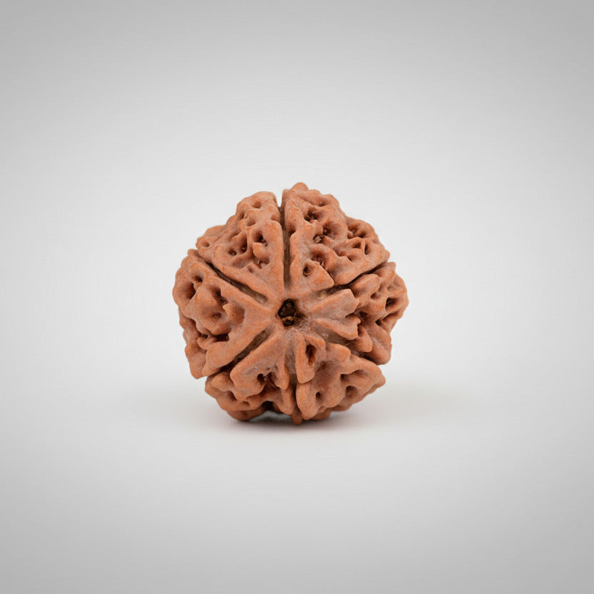 Six Mukhi from Nepal Small