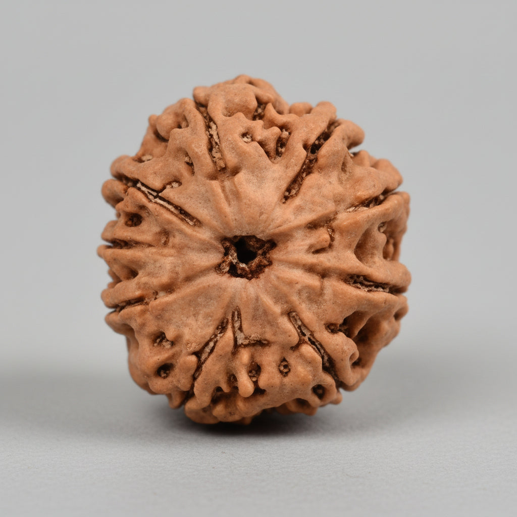 Nine Mukhi from NepalLarge