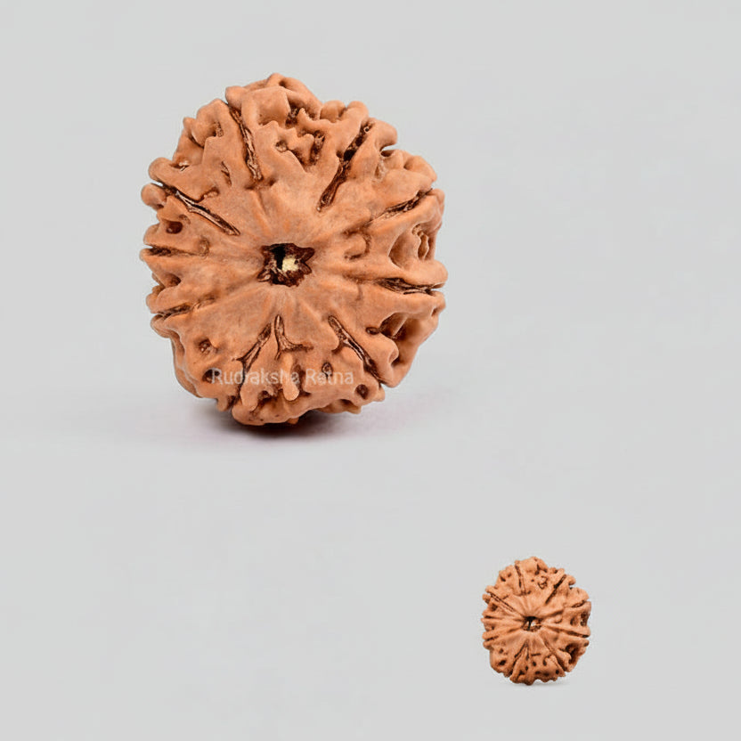 Nine Mukhi from NepalLarge