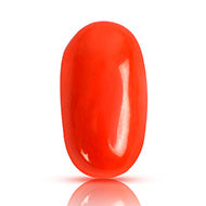 Red Italian Coral - 10.30 Carats