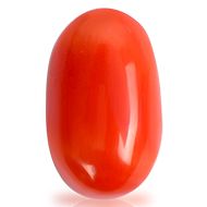 Red Italian Coral - 11.80 Carats