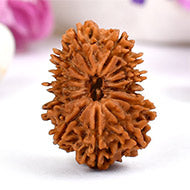 Thirteen Mukhi from Nepal LXXIII
